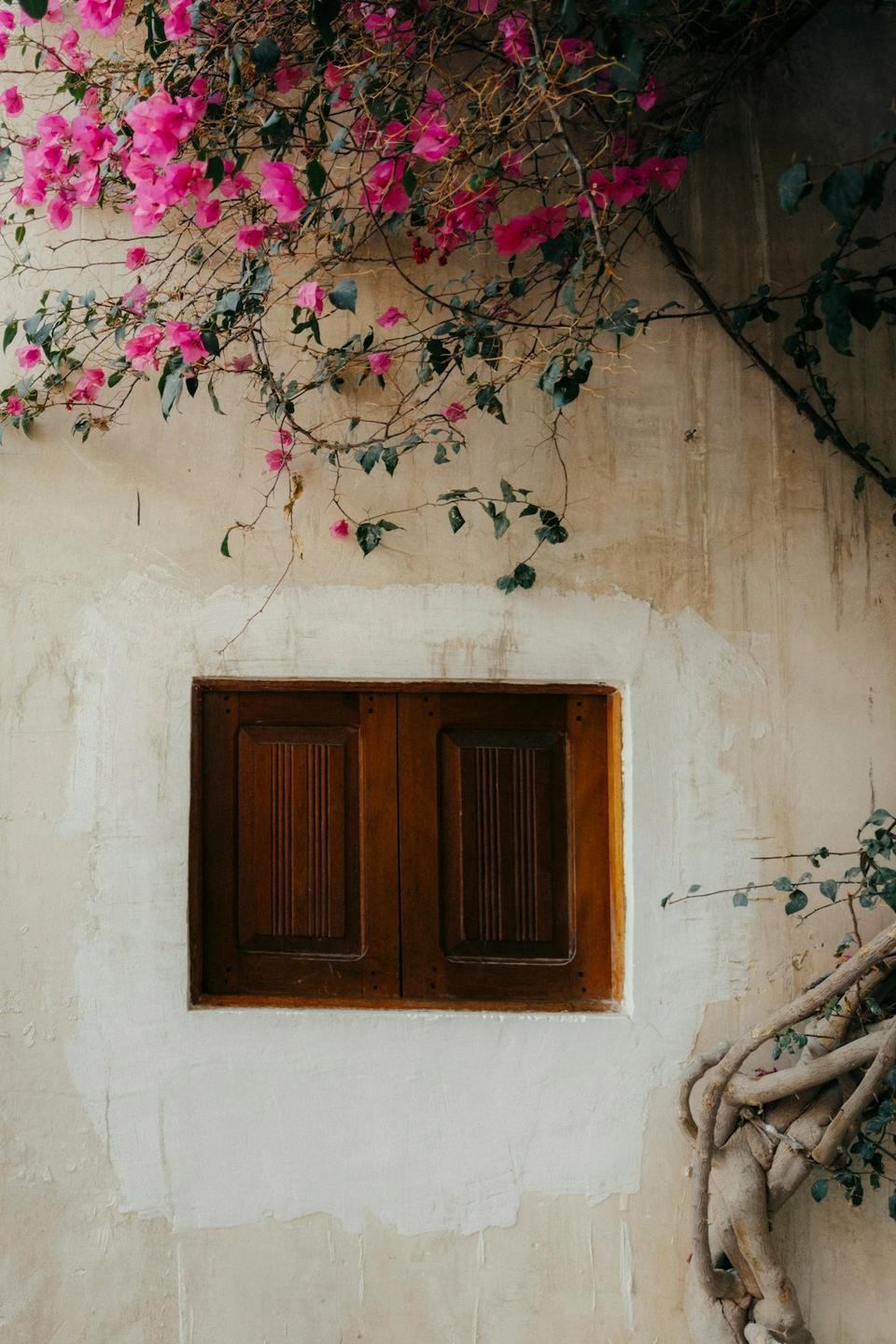 Wooden window in a cream wall with bougainvillea and a lantern